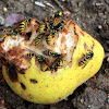 Common Wasp - Vosa obecná