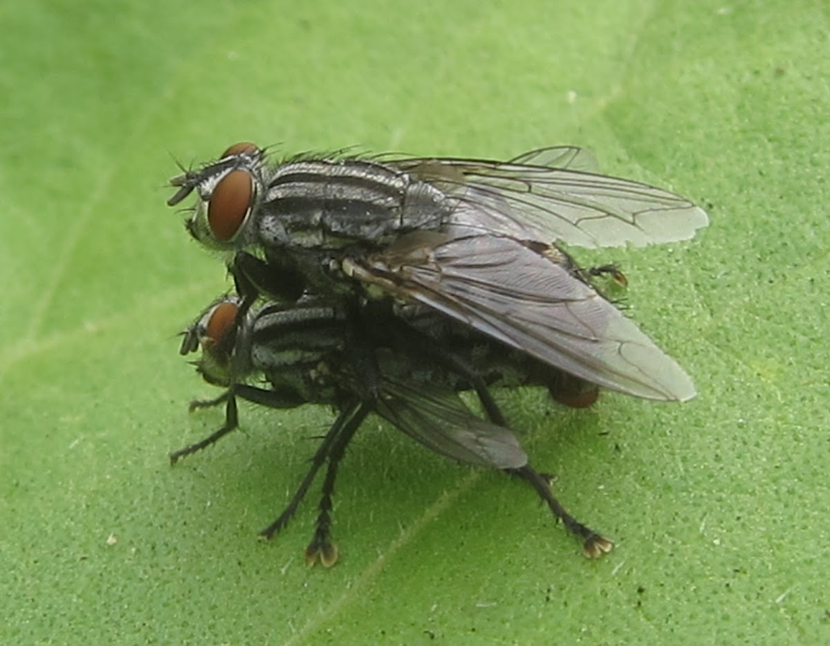 Flesh Flies Mating