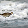 Willet