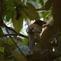 Rufous Treepie