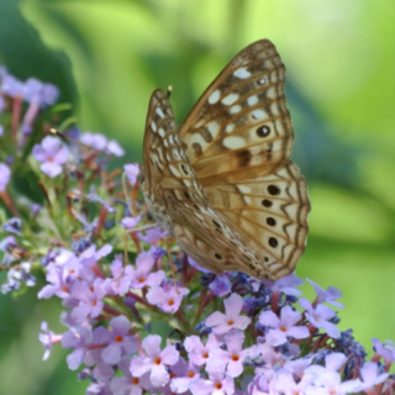 Hackberry Emperor Project Noah