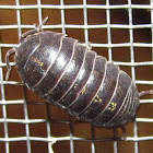 Common Pillbug (spotted)