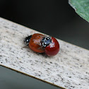 Spotless Ladybird Beetle
