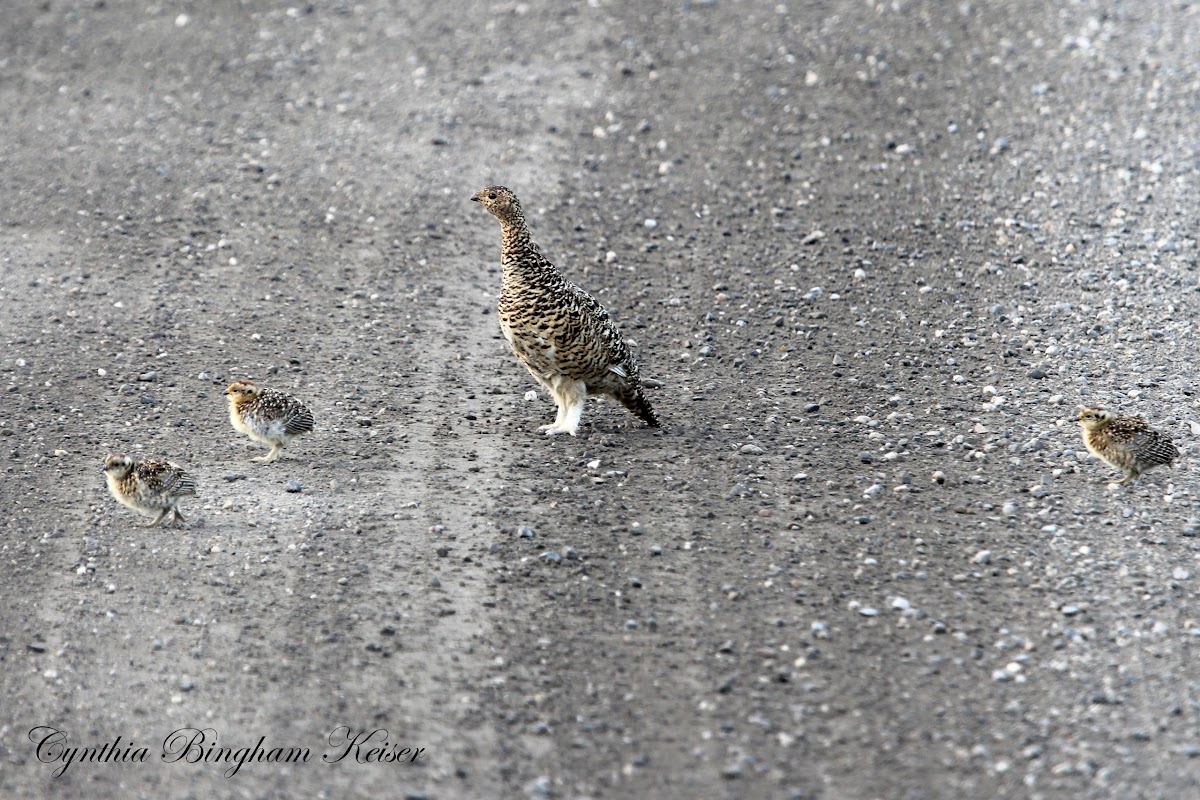 Willow Ptarmigan (female and chicks)