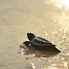 Hawksbill Sea Turtle