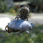 Orb Weaver with beetle