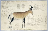 lcelaphus buselaphus caama (Hartebeest)