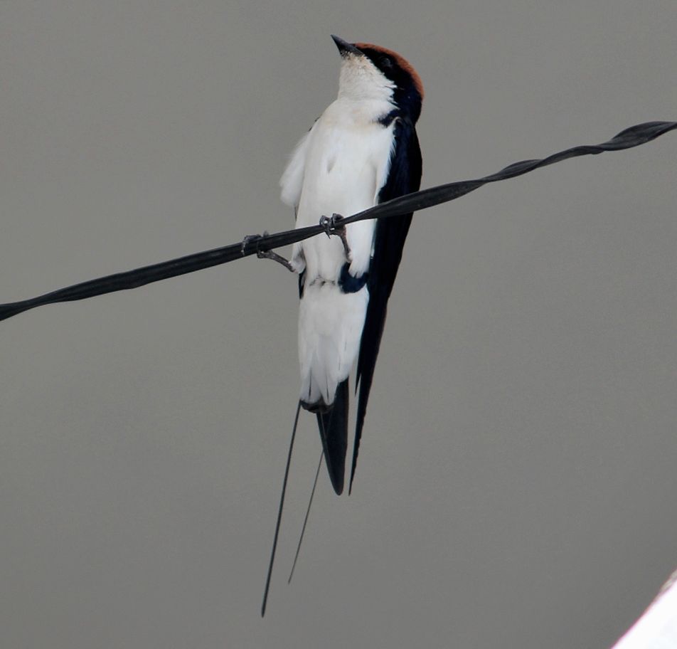 Wire-tailed swallow