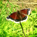 Mourning Cloak