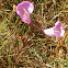 Beach False Foxglove