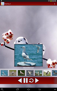 Birds Calls Sounds Screenshots 4