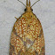 Reticulated Fruitworm Moth