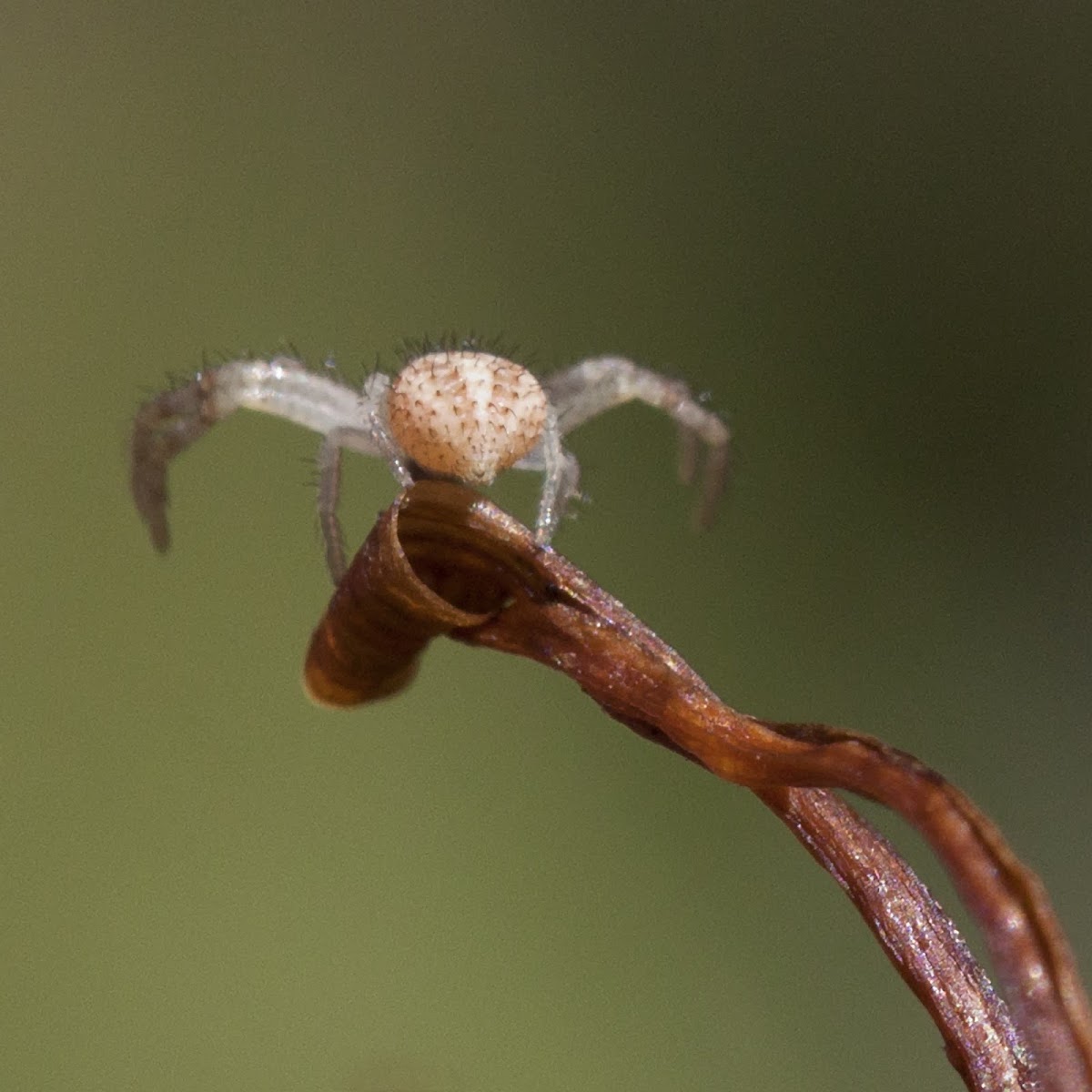 flower crab spider (really tiny)