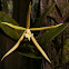 Night Scented Epidendrum