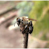 Common honey bee.