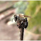 Common honey bee.
