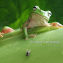 Green Tree frog