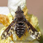 Bee Fly