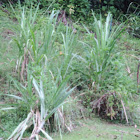 Sugarcane, Ko
