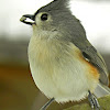 Tufted titmouse