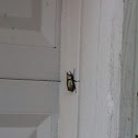 Eastern Hercules Beetle, male