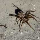 Field Wolf Spider (with spiderlings)