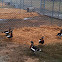 Red-breasted geese