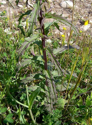 Bellardia trixago,
bellardia,
Mediterranean lineseed,
Perlina minore,
Trixago Bartsia