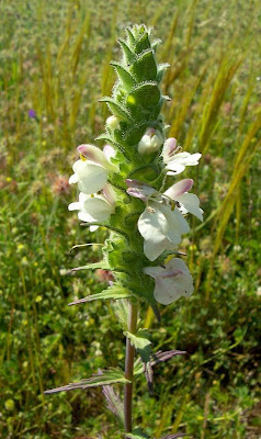 Bellardia trixago,
bellardia,
Mediterranean lineseed,
Perlina minore,
Trixago Bartsia