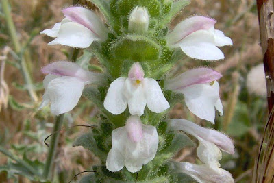 Bellardia trixago,
bellardia,
Mediterranean lineseed,
Perlina minore,
Trixago Bartsia