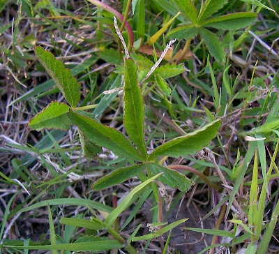 Potentilla reptans,
cinco en rama,
cinco-em-rama,
Cinquefoglia comune,
creeping cinquefoil,
Erba pecorina,
European five-finger,
kriechendes Fingerkraut,
potentille rampante,
pu fu wei ling cai,
Vieleaf