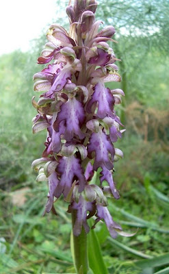 Barlia robertiana,
Barlia,
Giant Orchid