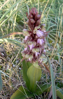 Barlia robertiana,
Barlia,
Giant Orchid