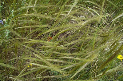 Stipa capensis,
Lino delle fate annuale,
Mediterranean Needle Grass