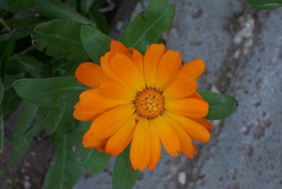 Calendula officinalis,
calendula,
Fiorrancio coltivato,
marigold,
pot marigold,
pot-marigold,
ruddles,
Scotch Marigold,
Scotch-marigold,
Scottish-marigold