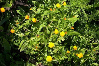 Calendula arvensis,
Acker-Ringelblume,
erva-vaqueira,
field marigold,
field-marigold,
Fiorrancio selvatico,
maravilla del campo,
souci des champs