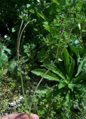 Image of Campanula erinus,
Campanula minore,
Small Bellflower Campanula erinus,
Campanula minore,
Small Bellflower