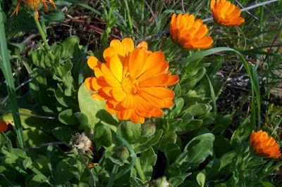 Calendula officinalis,
calendula,
Fiorrancio coltivato,
marigold,
pot marigold,
pot-marigold,
ruddles,
Scotch Marigold,
Scotch-marigold,
Scottish-marigold