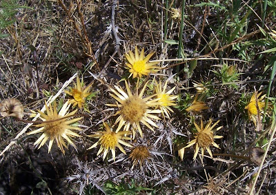 Carlina corymbosa,
cabeza de pollo,
Carlina raggio d'oro,
carline en corymbe,
Clustered Carline Thistle,
Wolliger Saflor