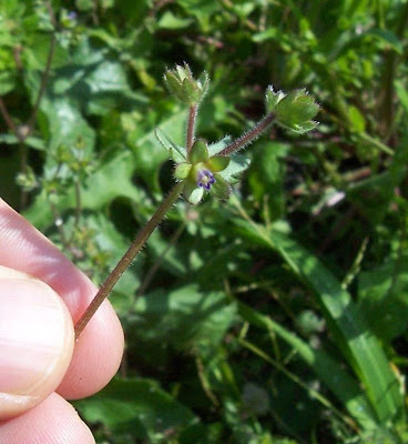 Campanula erinus,
Campanula minore,
Small Bellflower