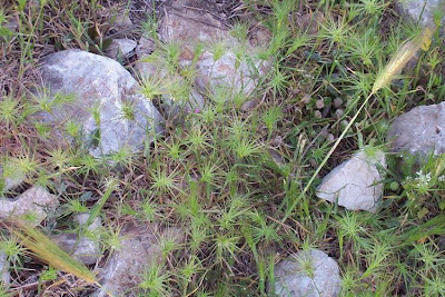 Aegilops geniculata,
Cerere comune,
Gramigna stellata,
Grano delle formiche,
Ovate Aegilops,
ovate goat grass,
ovate goatgrass