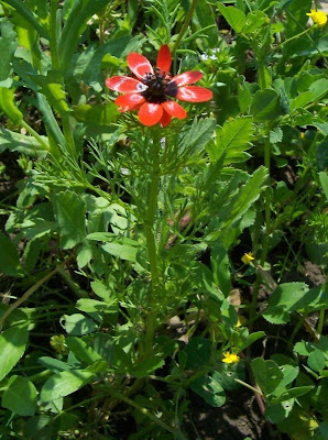 Adonis microcarpa,
Adonide a frutto piccolo,
pheasant's-eye,
red-chamomile,
Small Pheasant's Eye,
small-fruit pheasant's-eye