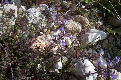 Acinos suaveolens,
Acino  dall'odore soave,
Acino pugliese