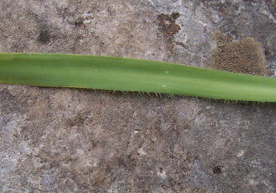 Allium subhirsutum,
Aglio pelosetto,
Hairy Garlic