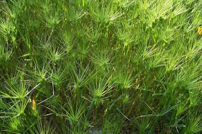 Aegilops geniculata,
Cerere comune,
Gramigna stellata,
Grano delle formiche,
Ovate Aegilops,
ovate goat grass,
ovate goatgrass