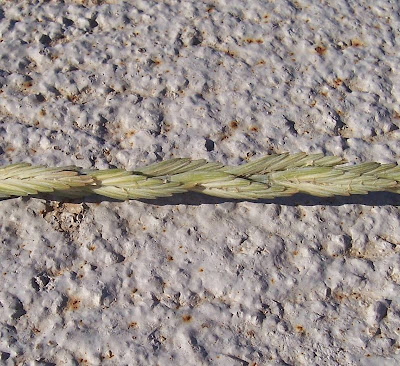 Agropyron pungens,
Gramigna litoranea
