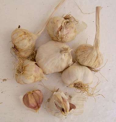 Allium sativum,
Aglio comune,
alho,
alho-bravo,
alho-comum,
alho-hortense,
cultivated garlic,
garlic