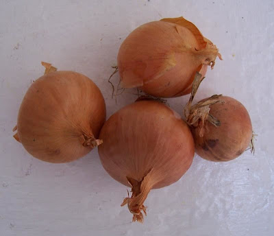 Allium cepa,
Cipolla,
garden onion,
onion,
shallot