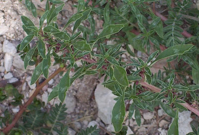 Amaranthus blitoides,
amarante fausse blite,
amaranto,
Amaranto blitoide,
bei mei xian,
bredos,
mat amaranth,
matweed,
matweed amaranth,
Niederliegender Amarant,
prostrate amaranth,
prostrate pigweed,
Spreading Amaranth