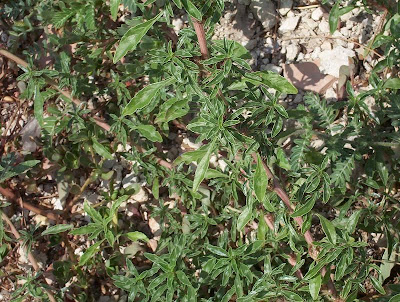 Amaranthus blitoides,
amarante fausse blite,
amaranto,
Amaranto blitoide,
bei mei xian,
bredos,
mat amaranth,
matweed,
matweed amaranth,
Niederliegender Amarant,
prostrate amaranth,
prostrate pigweed,
Spreading Amaranth